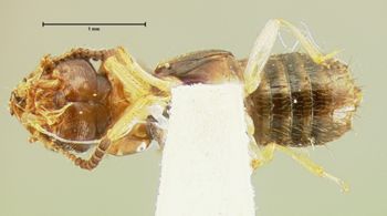 Media type: image;   Entomology 6555 Aspect: habitus ventral view